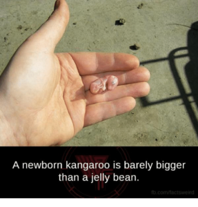 a newborn kangaroo is barely bigger than a jelly bean