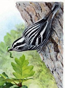 blackpoll warbler