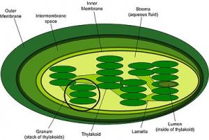 a chloroplast and what's inside