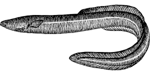 globe-swimming eels full-circle