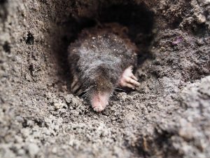 a garden mole