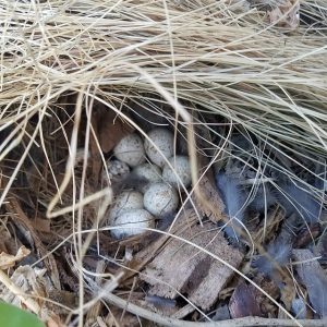 quail eggs which hatch together
