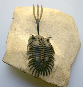 fossil of a trilobite