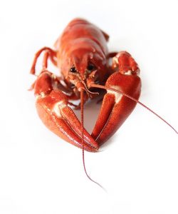 crayfish had kidney at front