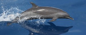 bottlenose dolphin or porpoise